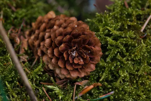 Natur
